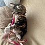 Andy a rejoint le concours — aidez-le/la à gagner de superbes lots ! kitten, cat, pet, playful, leash, tabby, feline, fur, whiskers, paws, indoor, blanket, couch, cozy, cute, young, animal, domestic, curious, soft