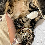 Andy participe au concours pour gagner de l'argent avec cette photo : cat, tabby, pet, animal, fur, whiskers, green_eyes, paw, human_arm, bandage, white_clothing, relaxing, indoor, close_up, cute, playful, domestic, resting, soft_texture, companion