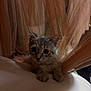 Magnalou Sweetpea is registered to the contest to win money with this photo: kitten, cat, curious, peeking, curtain, sheer_curtain, soft_light, indoor, pet, animal, whiskers, paws, feline, cute, young, tabby, striped, resting, cozy, closeup