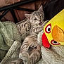 Magnalou Sweetpea joined the competition — help win amazing prizes! kitten, cat, playful, winking, gray_tabby, blanket, plush_toy, stuffed_animal, cozy, bed_frame, indoor, cute, pet, feline, fur, relaxed, portrait, animal, soft_texture, resting