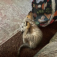 Magnalou Sweetpea is registered to the contest to win money with this photo: kitten, toy_fish, carpet, indoor, playful, cat, furniture, tunnel_toy, mushroom_pattern, brown, gray, striped, pet, cute, animal, young_cat, clawing, floor, cozy, resting