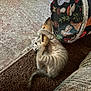 kitten, toy_fish, carpet, indoor, playful, cat, furniture, tunnel_toy, mushroom_pattern, brown, gray, striped, pet, cute, animal, young_cat, clawing, floor, cozy, resting