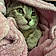Magnalou Sweetpea