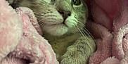 Magnalou Sweetpea is registered to the contest to win money with this photo: cat, animal, pet, feline, blanket, pink, cozy, fur, whiskers, paw, cute, indoor, soft, closeup, relaxed, resting, comfort, eyes, portrait, nap