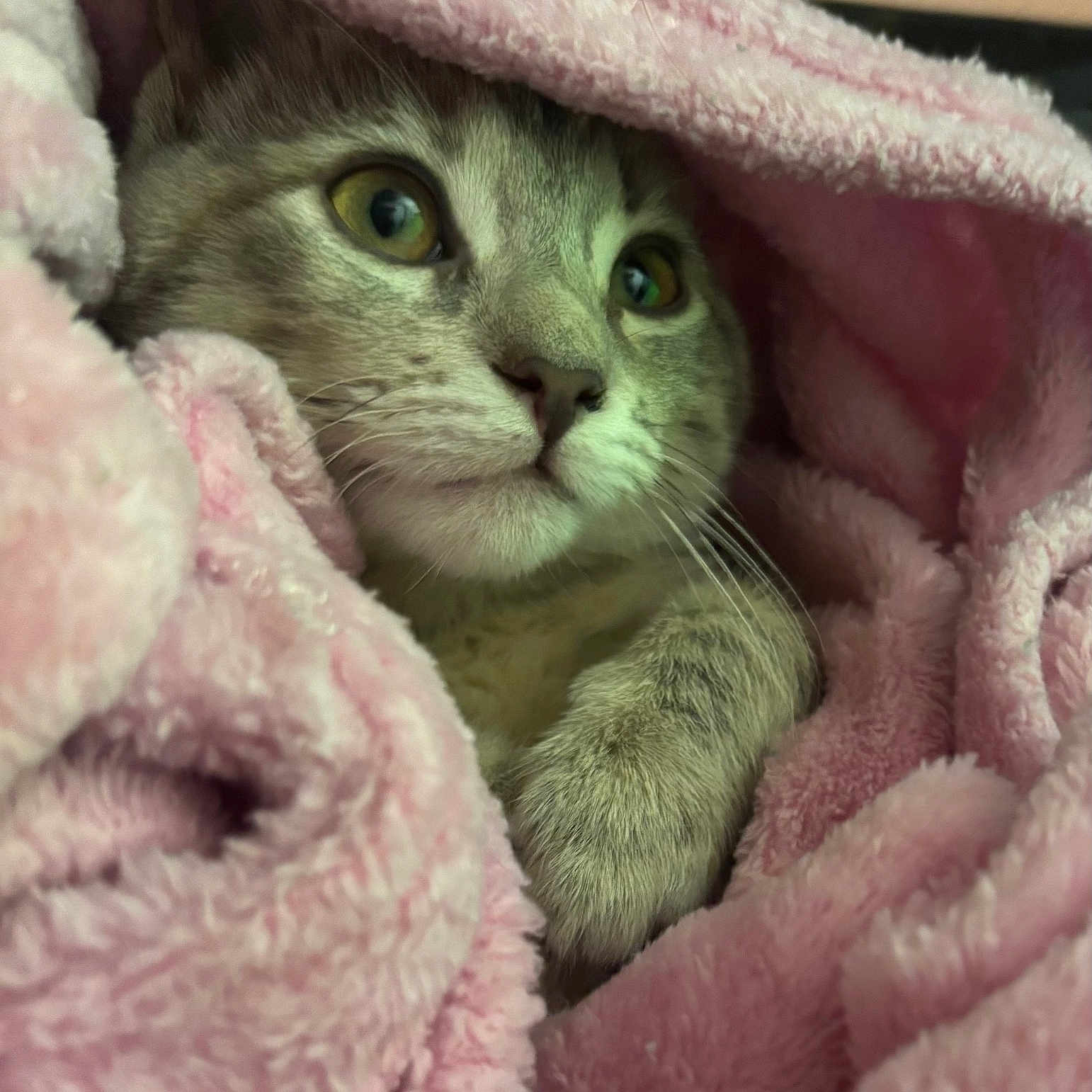 Magnalou Sweetpea is registered to the contest to win money with this photo: animal, blanket, cat, closeup, comfort, cozy, cute, eyes, feline, fur, indoor, nap, paw, pet, pink, portrait, relaxed, resting, soft, whiskers