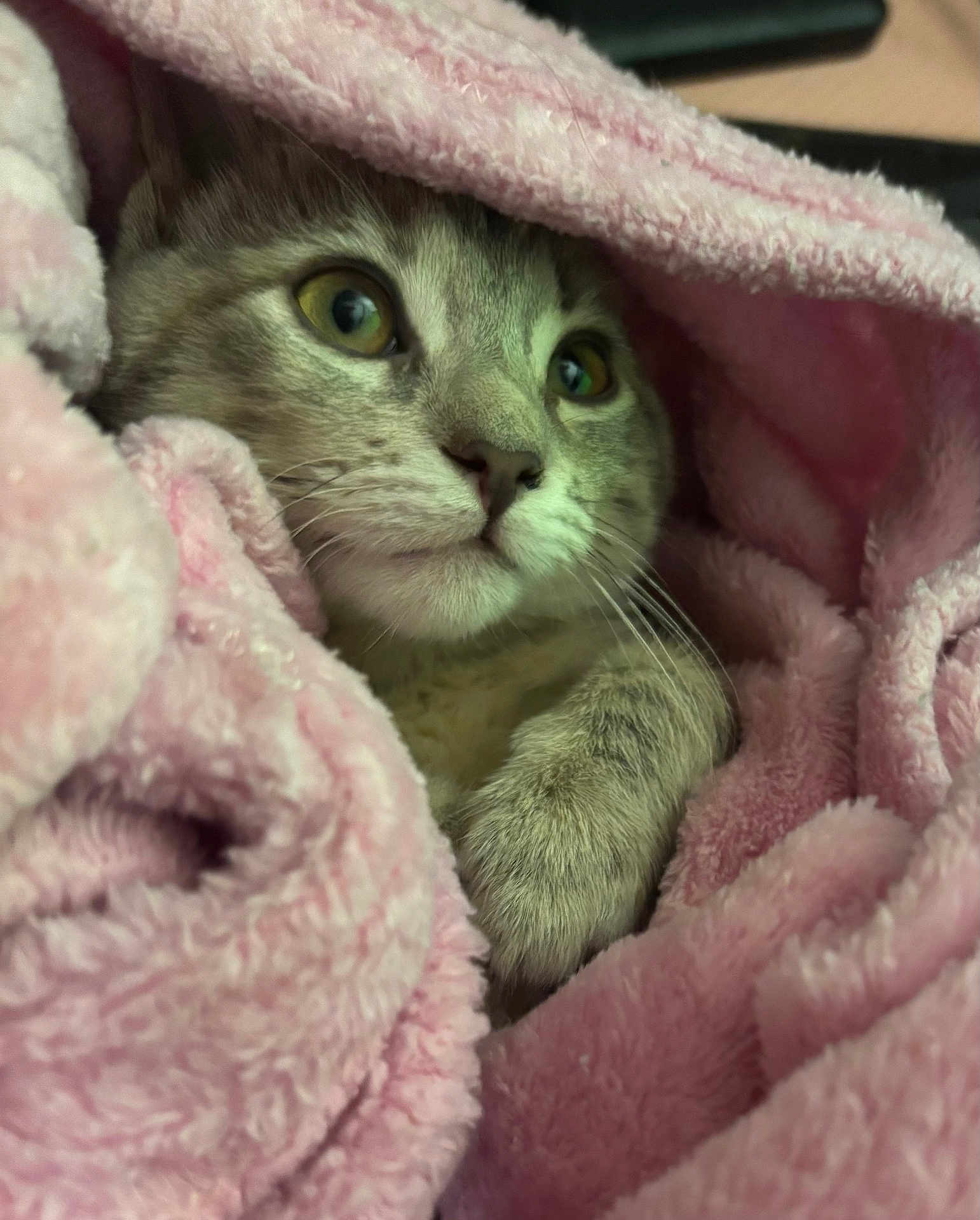 Magnalou Sweetpea is registered to the contest to win money with this photo: cat, animal, pet, feline, blanket, pink, cozy, fur, whiskers, paw, cute, indoor, soft, closeup, relaxed, resting, comfort, eyes, portrait, nap
