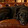dog, black_dog, labrador, pet, animal, lying_down, resting, sofa, leather, couch, tufted, indoor, home, living_room, brown, black, portrait, close_up, warm_lighting, relaxed