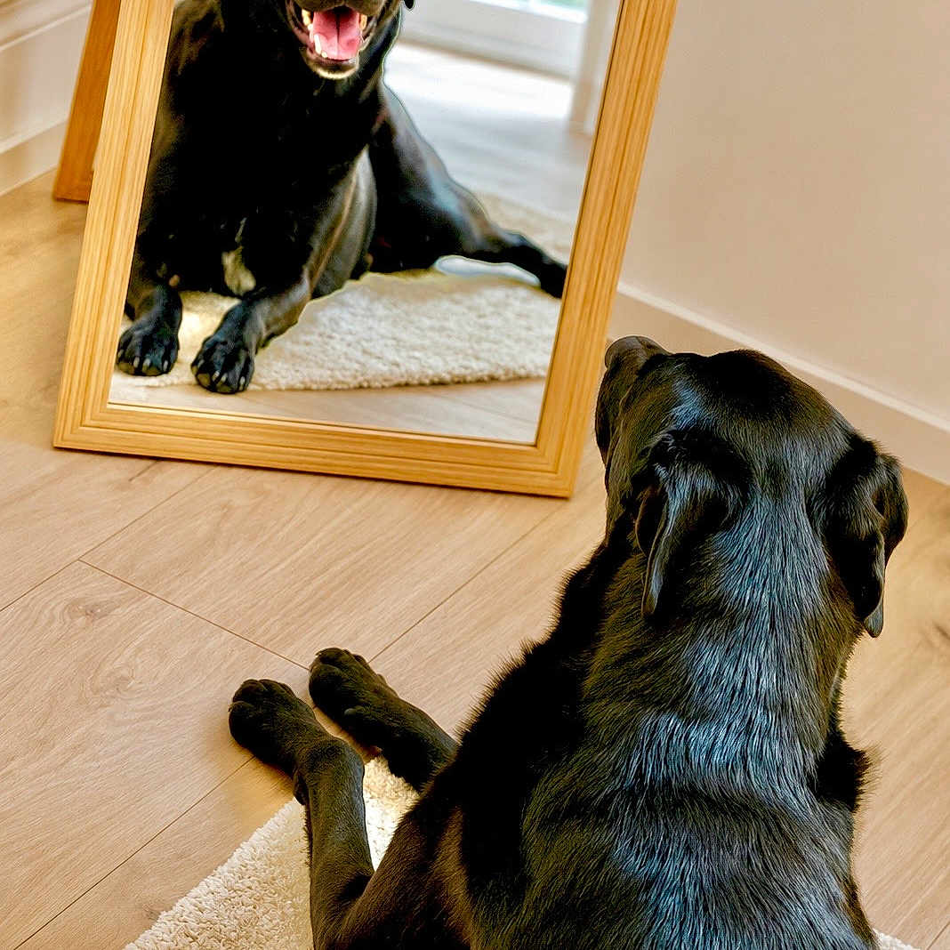 Balou participe au concours pour gagner de l'argent avec cette photo : dog, black_dog, mirror, reflection, pet, animal, indoor, living_room, wooden_floor, rug, window, furniture, portrait, sitting, lying_down, glossy_fur, open_mouth, happy, home, photography