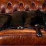 Balou participe au concours pour gagner de l'argent avec cette photo : dog, black_dog, sleeping, lying_down, leather_sofa, couch, furniture, indoor, home, brown, luxury, tufted, relaxed, paws, canine, portrait, pet, resting, cozy, photography