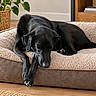 Balou participe au concours pour gagner de l'argent avec cette photo : dog, black_dog, sleeping, resting, pet, canine, floppy_ears, paws, black_fur, dog_bed, cushion, indoor, home, living_room, houseplant, woven_basket, wooden_floor, cozy, relaxed, portrait