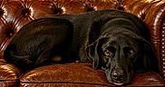 Balou a rejoint le concours — aidez-le/la à gagner de superbes lots ! dog, black_dog, labrador, pet, animal, lying_down, sofa, leather, brown, indoor, home, living_room, furniture, portrait, close_up, shiny_coat, relaxed, resting, warm_lighting, brick_wall