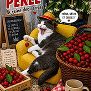 Perle participe au concours pour gagner de l'argent avec cette photo : cat, hat, yellow_chair, cherries, basket, crate, mug, flowers, leaf, stone_floor, sign, chalkboard, text, fruit, pet, animal, relaxing, outdoor, cute, playful