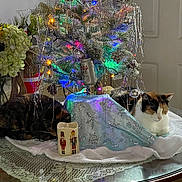 Astro And Miss Kitty is registered to the contest to win money with this photo: cat, christmas_tree, holiday_decor, tinsel, lights, table, glass_table, lace_cloth, candle, nutcracker, indoor, feline, decorations, pine_cones, calm, resting, festive, home_decor, colorful, ornaments