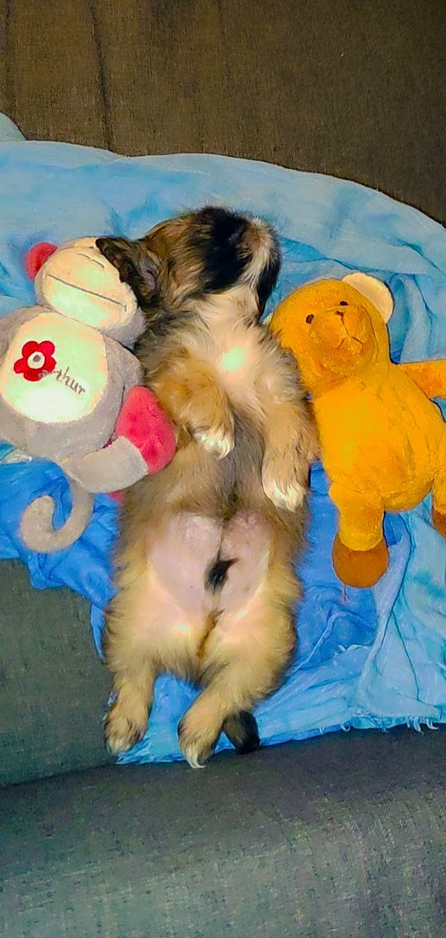 Thaïko participe au concours pour gagner de l'argent avec cette photo : canidae, carnivore, comfort, companion_dog, dog, dog_breed, dog_supply, electric_blue, fawn, flooring, fur, paw, pet_supply, snout, spitz, sporting_group, tail, toy_dog, working_animal, working_dog