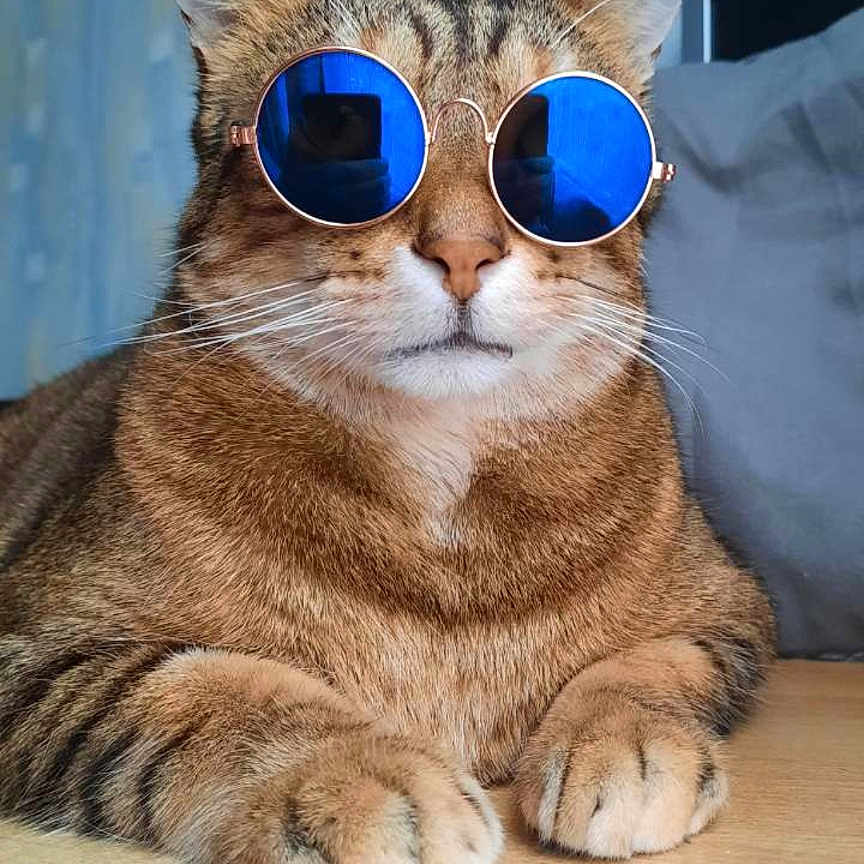 Simba participe au concours pour gagner de l'argent avec cette photo : abyssinian, accessories, animal, cat, desk, electronics, face, furniture, glasses, head, kitten, manx, person, pet, photography, portrait, screen, sunglasses, table, wood