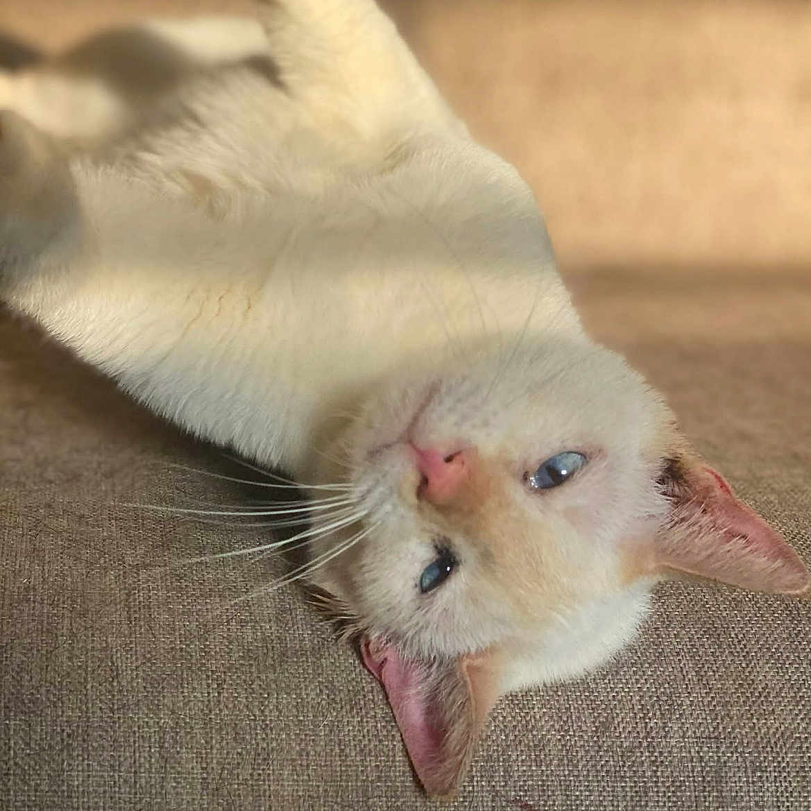 Aziraphale