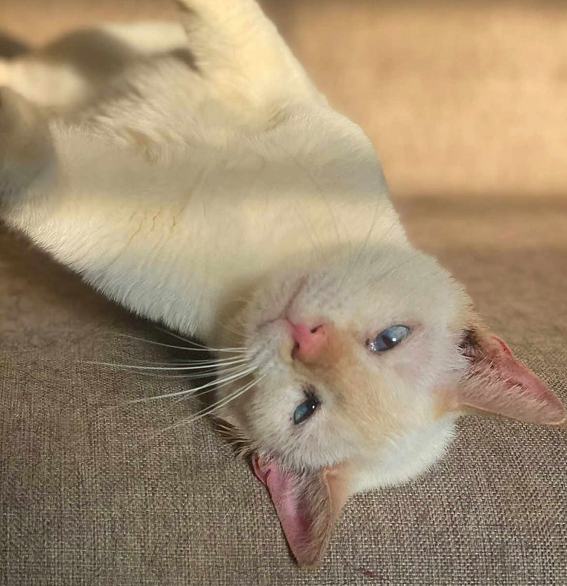 Aziraphale joined the competition — help win amazing prizes! cat, feline, pet, cream_fur, blue_eyes, pink_nose, whiskers, lying_on_back, sofa, upholstery, closeup, portrait, relaxed, sleepy, indoor, sunlit, ears, fur_texture, cute, mischievous