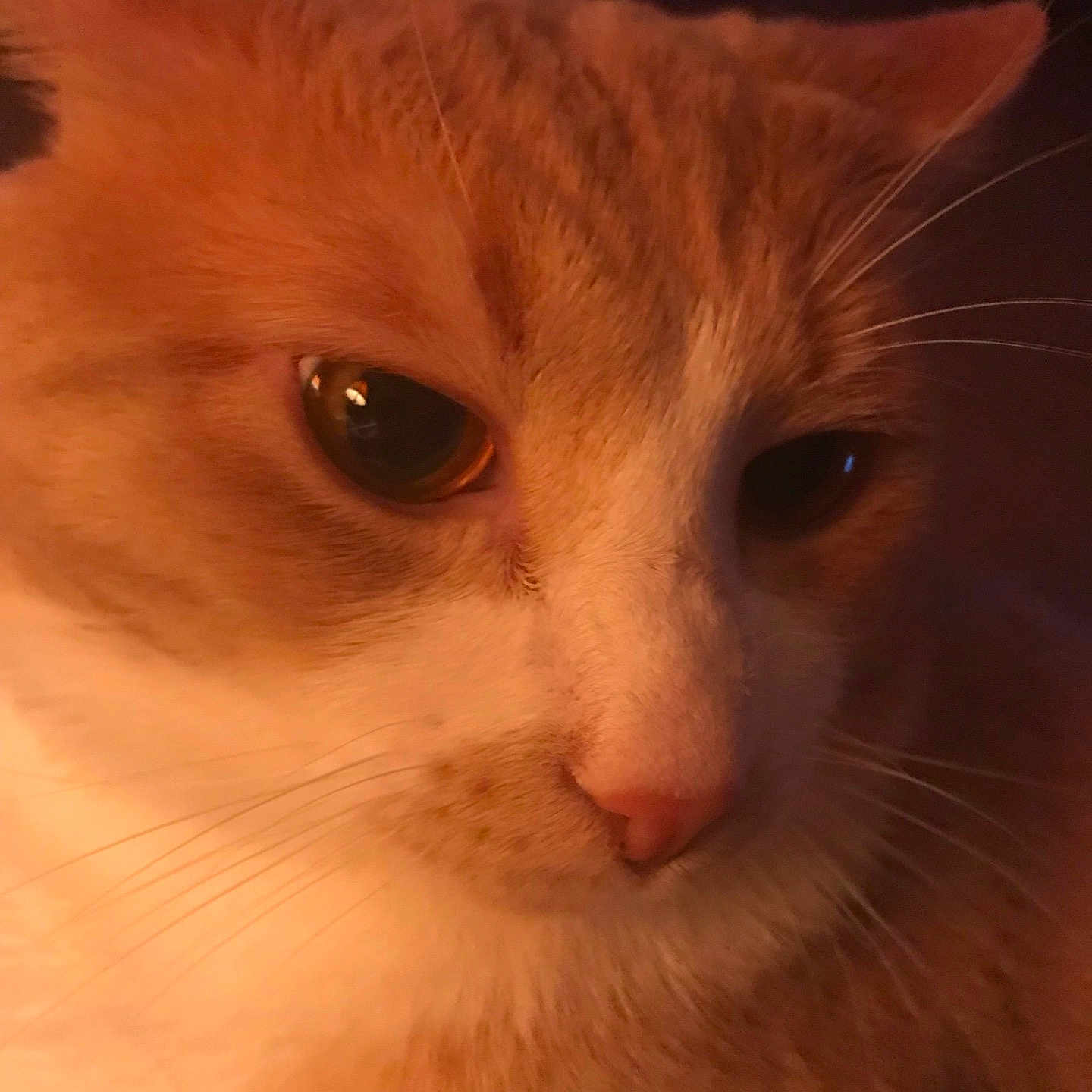 Phrike