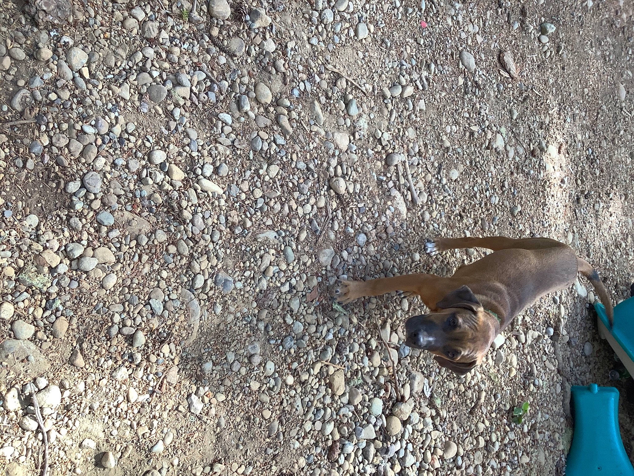 Dewey is registered to the contest to win money with this photo: asphalt, bedrock, canidae, concrete, fawn, foot, grass, human_leg, landscape, road_surface, rock, sand, shadow, soil, sporting_group, tail, tar, terrestrial_animal, wildlife, wood