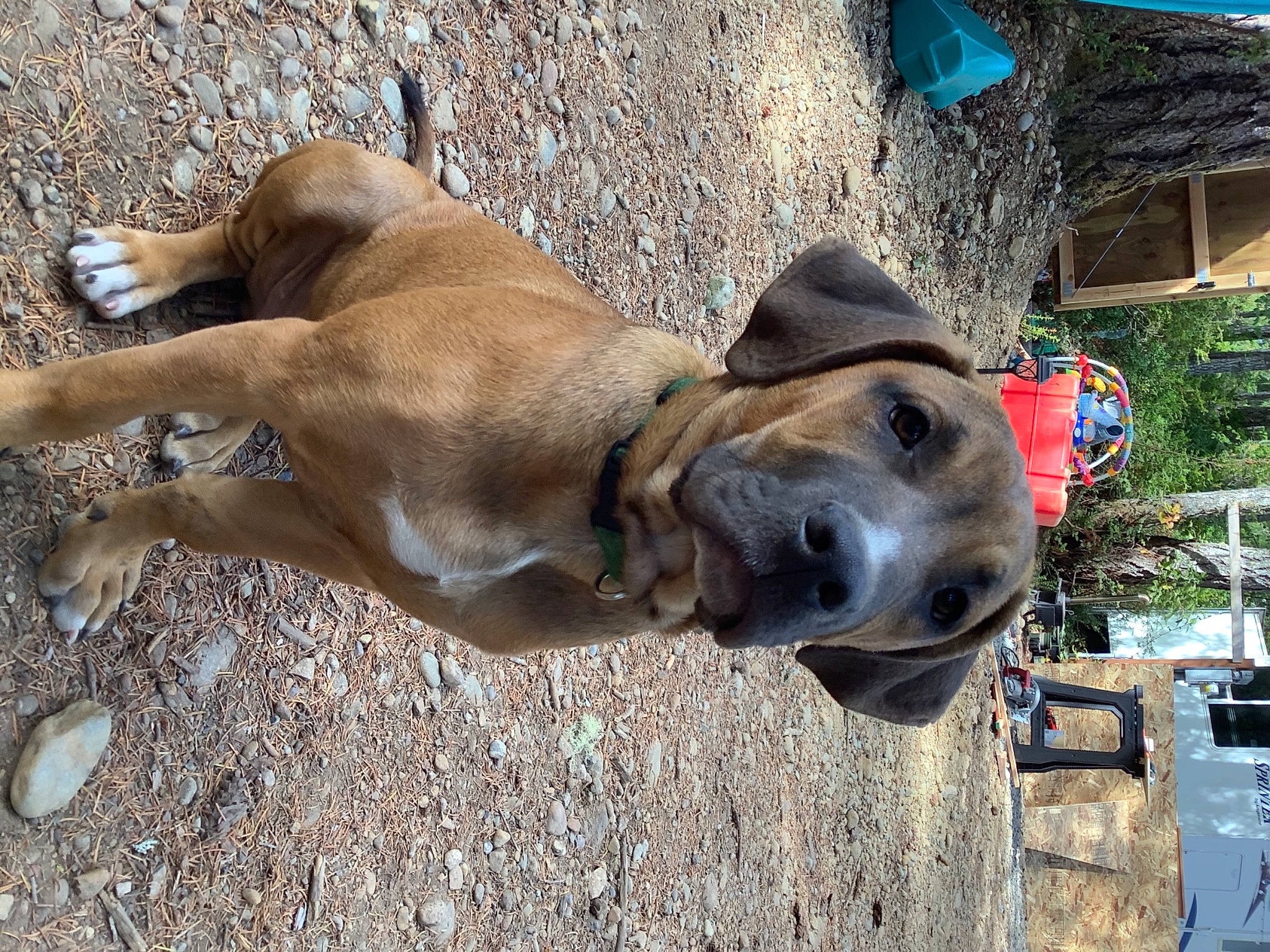 Dewey is registered to the contest to win money with this photo: canidae, carnivore, collar, companion_dog, dog, dog_breed, dog_collar, dog_supply, fawn, firefighter, great_dane, liver, non_sporting_group, pet_supply, plant, snout, sporting_group, working_animal, working_dog, wrinkle