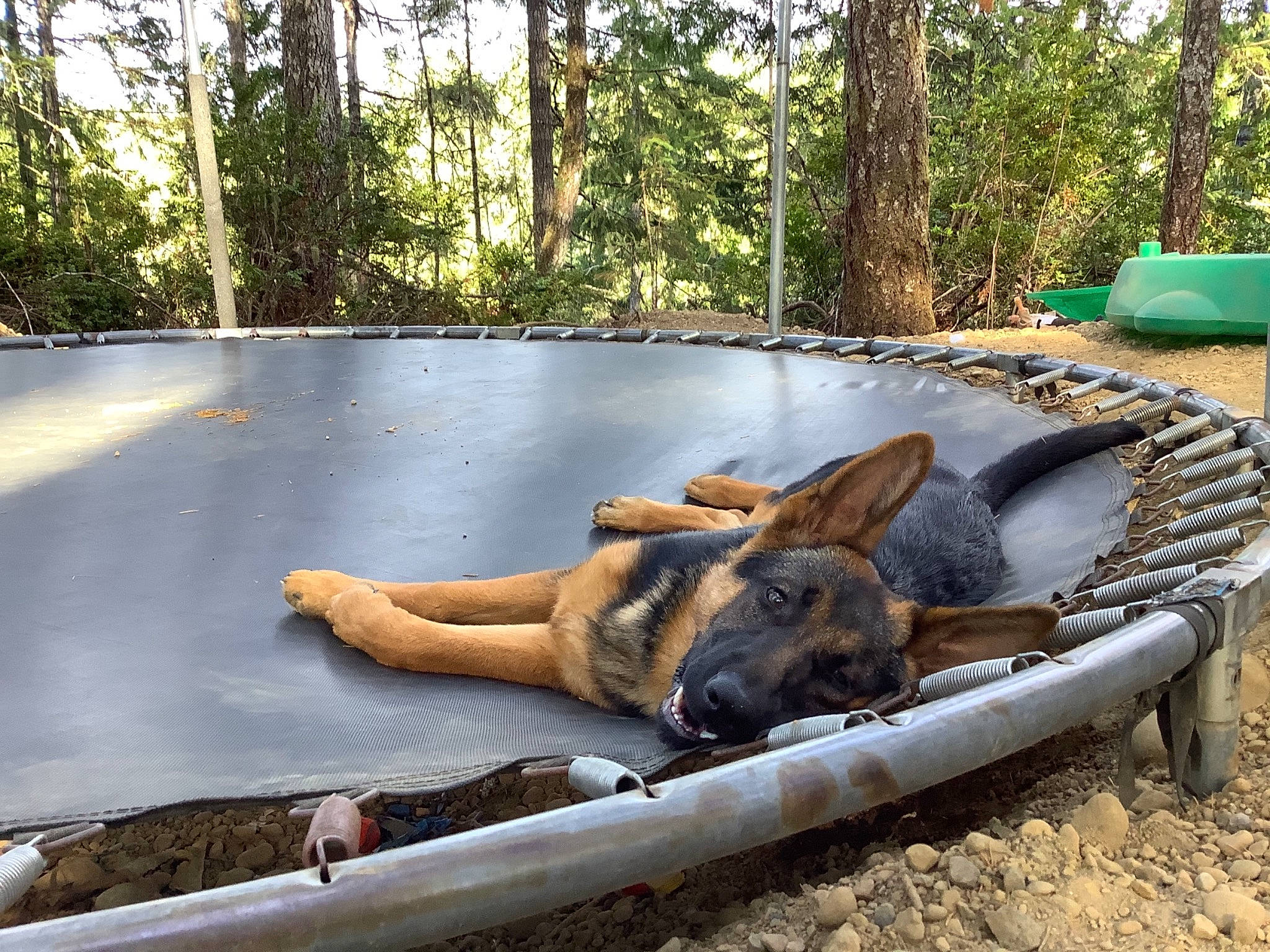 Brew is registered to the contest to win money with this photo: barefoot, boats_and_boating_equipment_and_supplies, carnivore, comfort, dog, dog_breed, fawn, foot, grass, human_leg, landscape, leisure, outdoor_furniture, plant, recreation, roof, shade, tree, trunk, wood