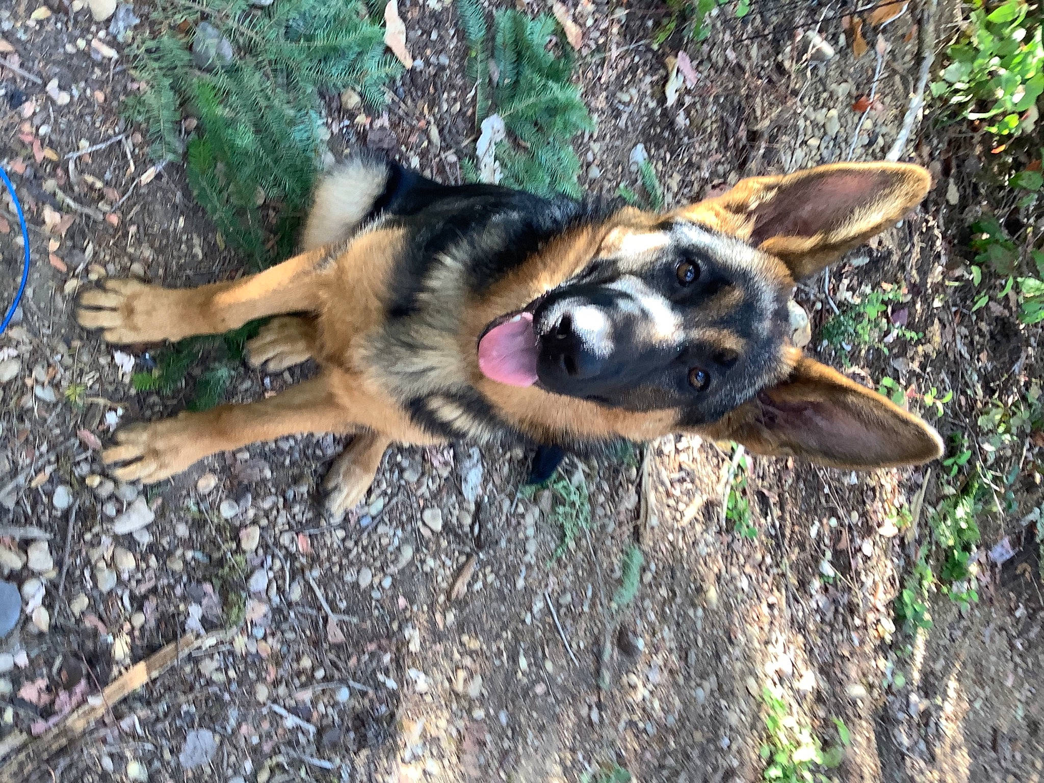Brew joined the competition — help win amazing prizes! belgian_shepherd_malinois, canidae, carnivore, dog, dog_breed, east_european_shepherd, fawn, german_shepherd_dog, grass, herding_dog, king_shepherd, old_german_shepherd_dog, paw, snout, soil, sporting_group, terrestrial_animal, vertebrate, working_animal, working_dog