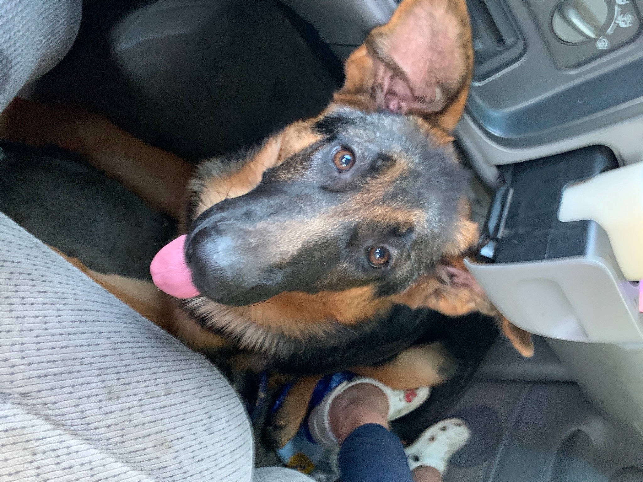 Brew joined the competition — help win amazing prizes! canidae, car, car_seat, carnivore, comfort, companion_dog, dog, dog_breed, ear, family_car, fur, guard_dog, jaw, luxury_vehicle, sitting, snout, sporting_group, vehicle, vehicle_door, working_animal