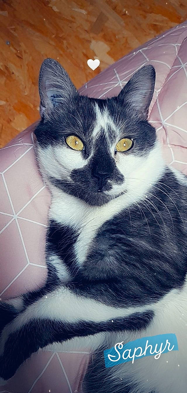 Saphyr a rejoint le concours — aidez-le/la à gagner de superbes lots ! art, black_cat, carnivore, cat, domestic_short_haired_cat, electric_blue, eye, felidae, fur, grey, head, paw, rectangle, small_to_medium_sized_cats, snout, square, tail, visual_arts, whiskers, window