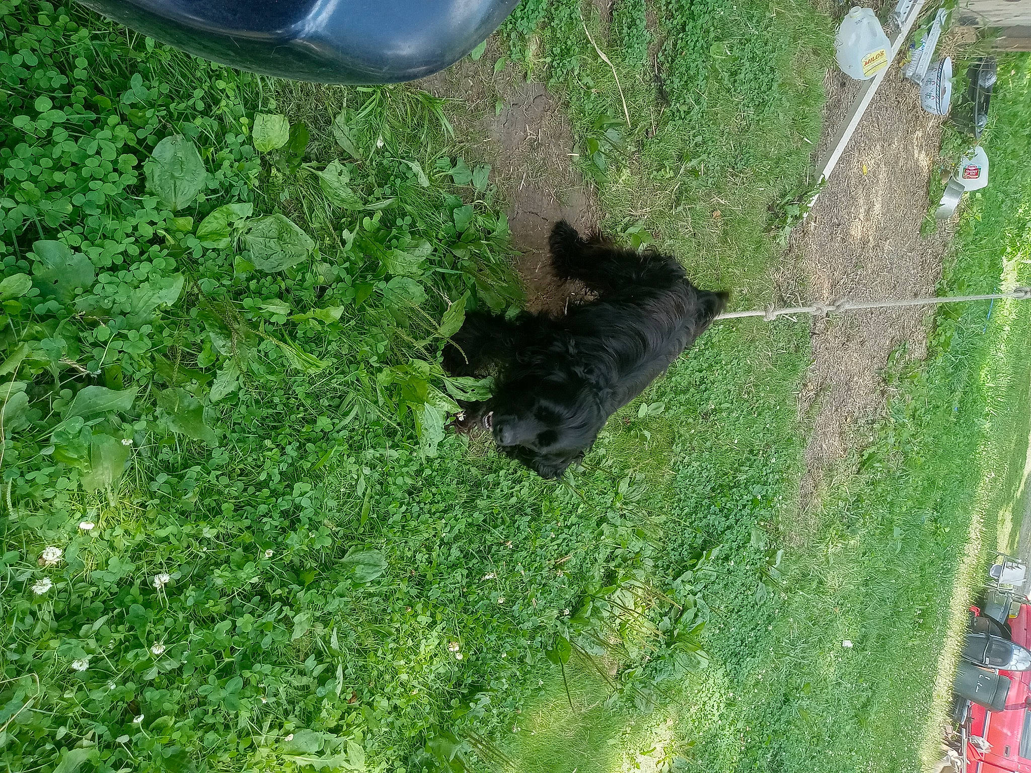 Kolton joined the competition — help win amazing prizes! carnivore, dog, dog_breed, grass, grassland, groundcover, lawn, pasture, plant, shadow, shrub, slope, soil, sporting_group, tail, terrestrial_animal, yard