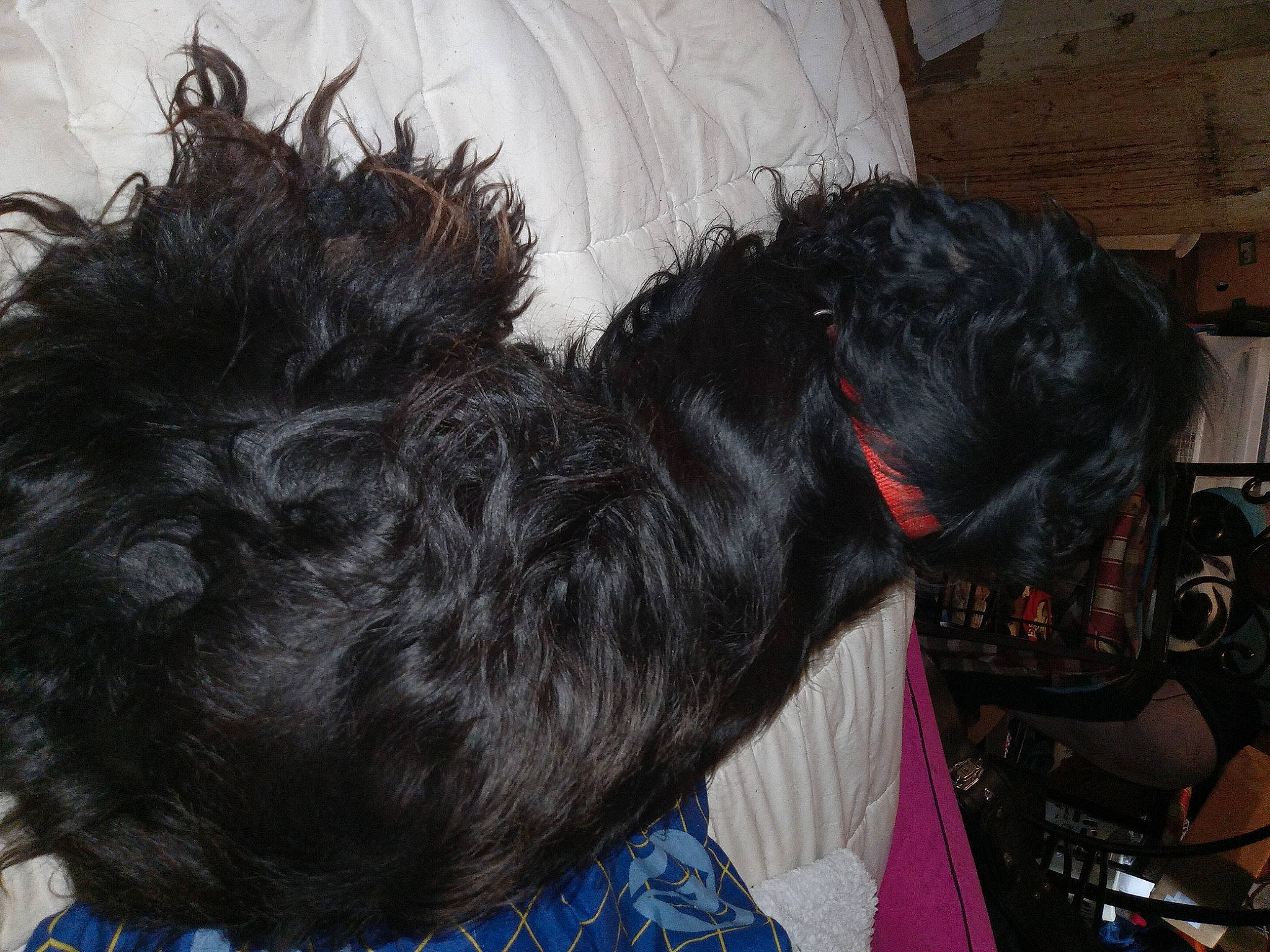 Kolton joined the competition — help win amazing prizes! carnivore, collar, comfort, companion_dog, dog, dog_breed, dog_collar, ear, felidae, fur, liver, schnauzer, small_to_medium_sized_cats, snout, sporting_group, standard_schnauzer, tail, terrier, whiskers, working_animal