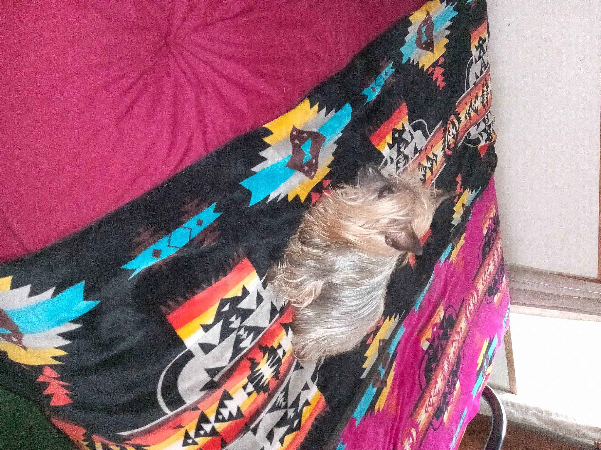 Prissy is registered to the contest to win money with this photo: carnivore, cat, companion_dog, electric_blue, fashion_accessory, felidae, fur, linens, magenta, pattern, publication, sleeve, small_to_medium_sized_cats, sporting_group, t_shirt, tail, toy_dog, vertebrate, visual_arts, whiskers