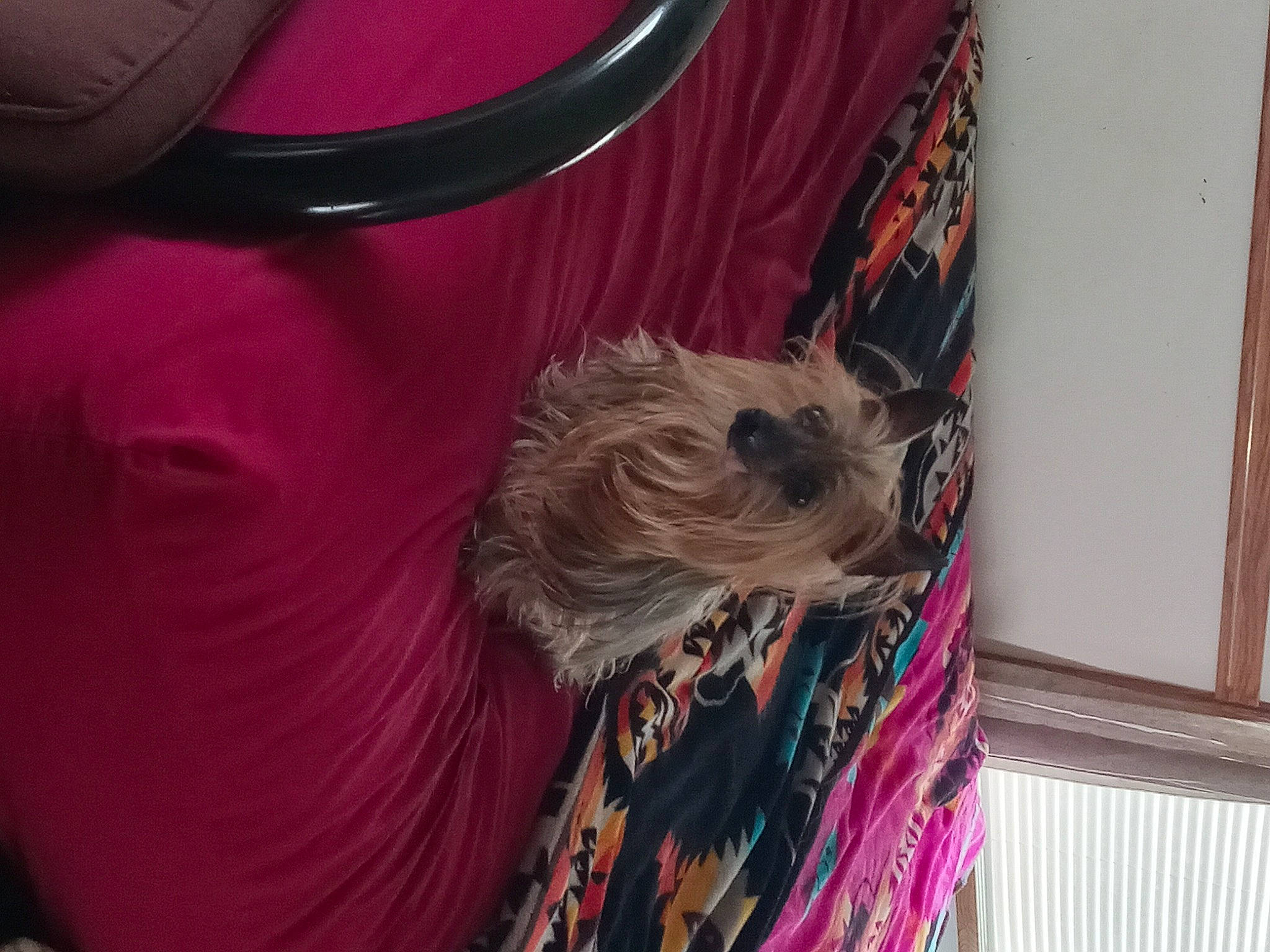 Prissy is registered to the contest to win money with this photo: carnivore, chinese_crested_dog, collar, companion_dog, dog, dog_breed, dog_supply, fashion_accessory, fawn, flooring, fur, magenta, pattern, pet_supply, pink, small_terrier, sporting_group, terrier, toy_dog, working_animal