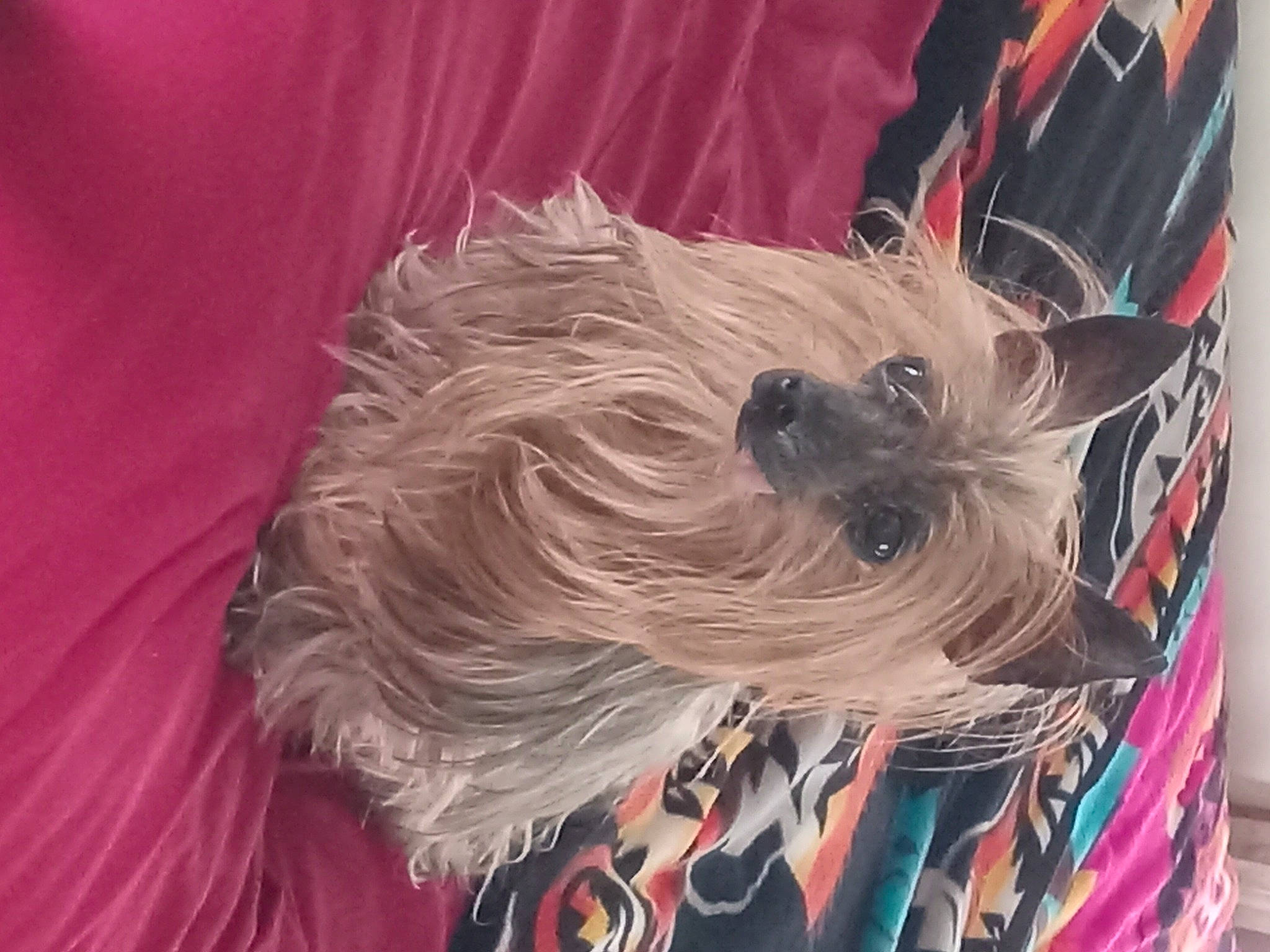 Prissy is registered to the contest to win money with this photo: art, canidae, carnivore, companion_dog, dog, dog_breed, dog_supply, electric_blue, fashion_accessory, feather, fur, liver, magenta, non_sporting_group, pattern, plastic, sporting_group, toy_dog, visual_arts, working_animal