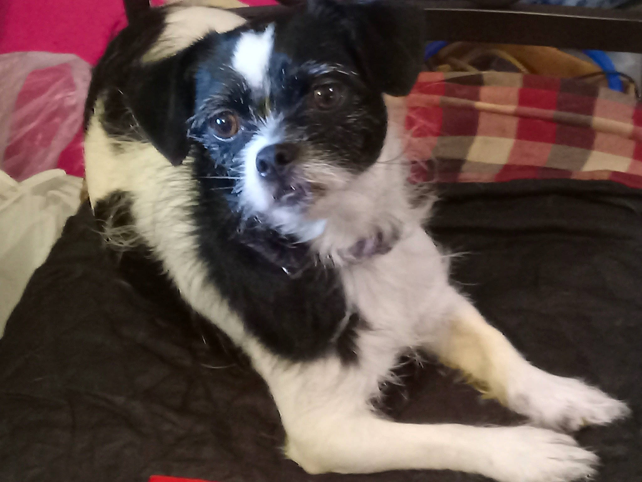 Mila is registered to the contest to win money with this photo: carnivore, companion_dog, dog, dog_breed, dog_supply, fur, herding_dog, non_sporting_group, pattern, plaid, small_terrier, sporting_group, tartan, terrier, toy_dog, whiskers, working_animal, working_dog