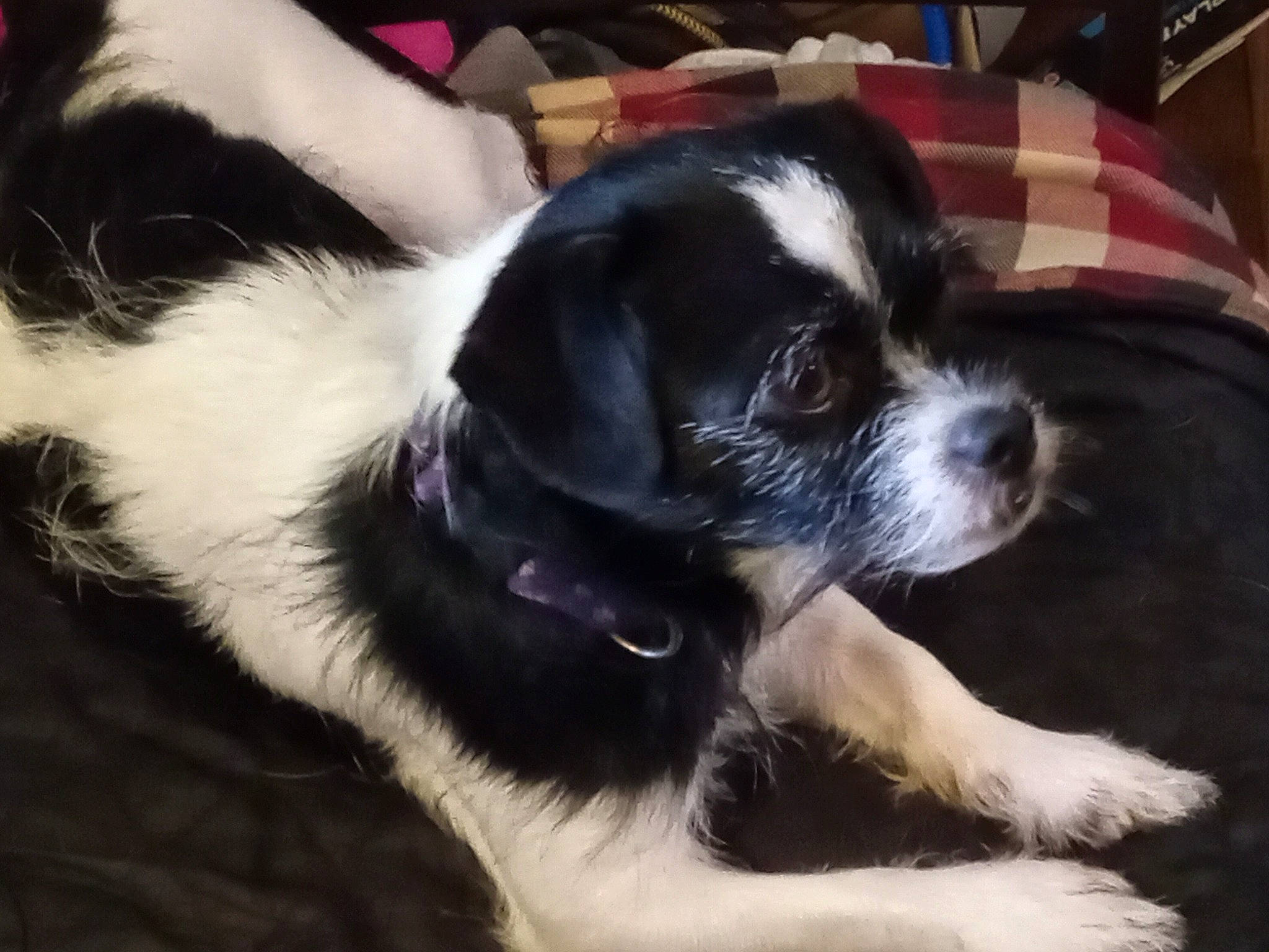 Mila is registered to the contest to win money with this photo: bored, canidae, carnivore, chair, companion_dog, dog, dog_breed, fur, paw, plant, puppy, sporting_group, toy_dog, whiskers, working_animal, working_dog