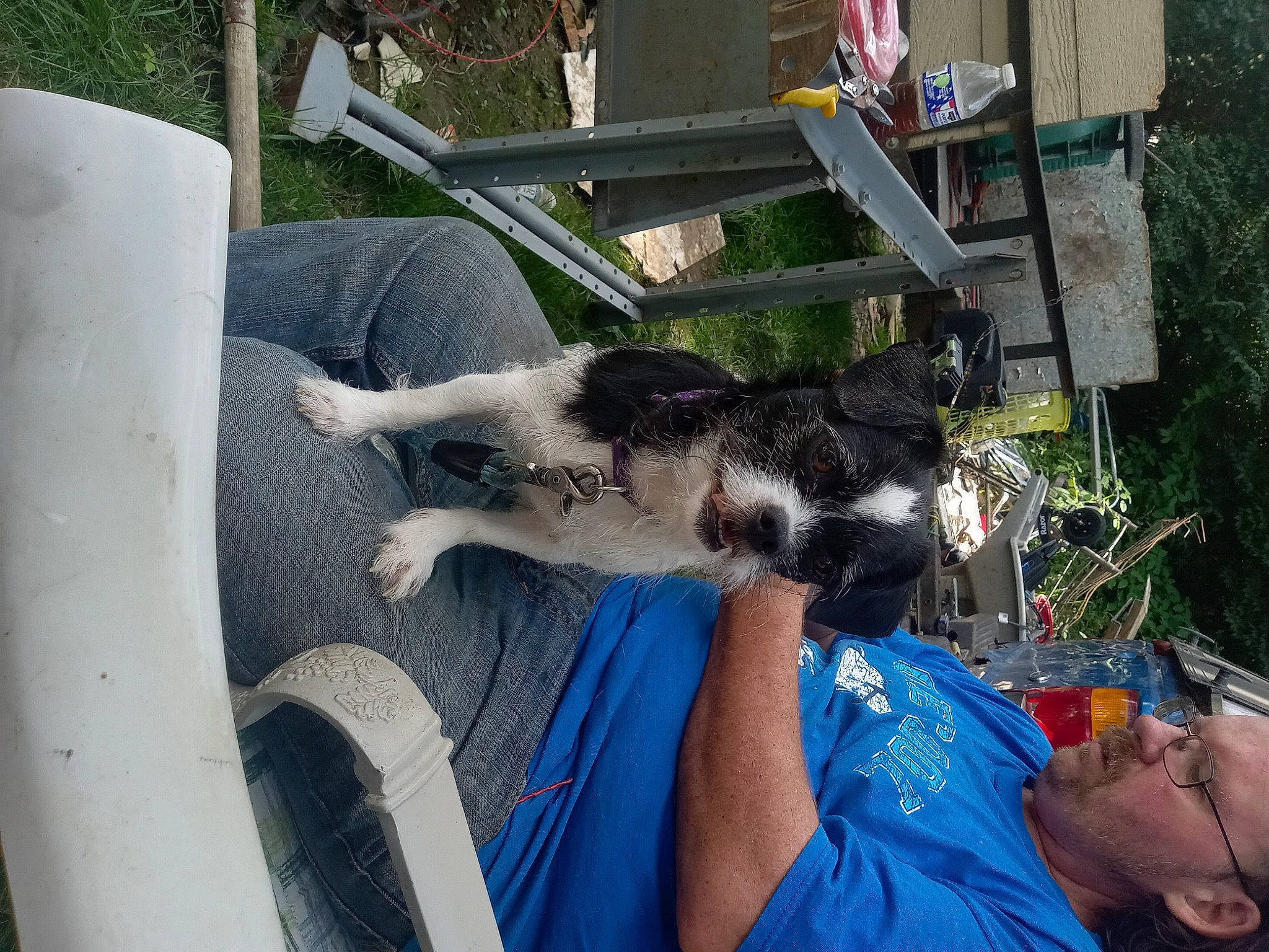 Mila joined the competition — help win amazing prizes! canidae, carnivore, chair, collar, companion_dog, dog, dog_breed, goat, goats, grass, herding_dog, livestock, plant, sporting_group, working_animal