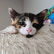 Cookie joined the competition — help win amazing prizes! kitten, cat, calico, pink_nose, fluffy, blanket, indoor, pet, cute, fur, whiskers, close_up, animal, young, face, cozy, resting, soft, cute_pet, domestic_cat