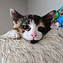 kitten, cat, calico, pink_nose, fluffy, blanket, indoor, pet, cute, fur, whiskers, close_up, animal, young, face, cozy, resting, soft, cute_pet, domestic_cat