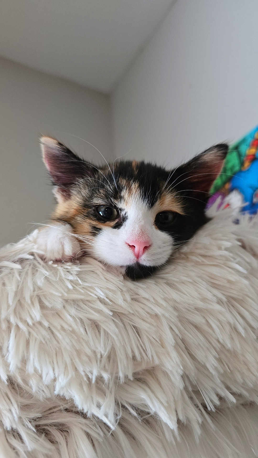 Cookie