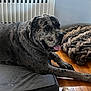 Clyde joined the competition — help win amazing prizes! dog, dog_bed, blanket, wooden_floor, chew_bone, indoor, pet, resting, tongue_out, large_dog, spotted, comfortable, cozy, relaxed, floor, animal, home_interior, radiator, muzzle, paw