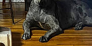 Clyde joined the competition — help win amazing prizes! dog, indoor, wooden_floor, furniture, stool, table, chair, pet, relaxing, large_dog, spotted_dog, animal, canine, floor, living_room, domestic, resting, quiet, shadow, home