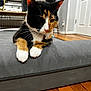 Bonnie joined the competition — help win amazing prizes! calico_cat, cat, pet, indoor, cushion, paws, wooden_floor, door, furniture, relaxed, animal, whiskers, ears, collar, bell, fur, house, domestic, resting, closeup