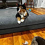 Bonnie joined the competition — help win amazing prizes! cat, calico_cat, pet_bed, indoor, wooden_floor, furniture, stool, toy, fur, collar, bell, relaxed, animal, domestic, home, quiet, resting, floor, feline, cozy