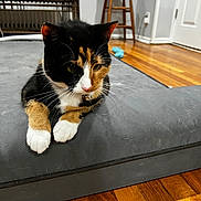 Bonnie is registered to the contest to win money with this photo: cat, calico_cat, indoor, cushion, wooden_floor, furniture, pet, animal, whiskers, paws, domestic_cat, resting, fur, collar, curious, household, stool, table, floor, relaxed