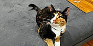 Bonnie joined the competition — help win amazing prizes! cat, calico, indoor, wooden_floor, mattress, pet, feline, toy, rope_toy, chair, curious, relaxed, domestic_animal, whiskers, collar, paw, flooring, fur, looking_up, home