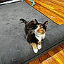 cat, calico, indoor, wooden_floor, mattress, pet, feline, toy, rope_toy, chair, curious, relaxed, domestic_animal, whiskers, collar, paw, flooring, fur, looking_up, home