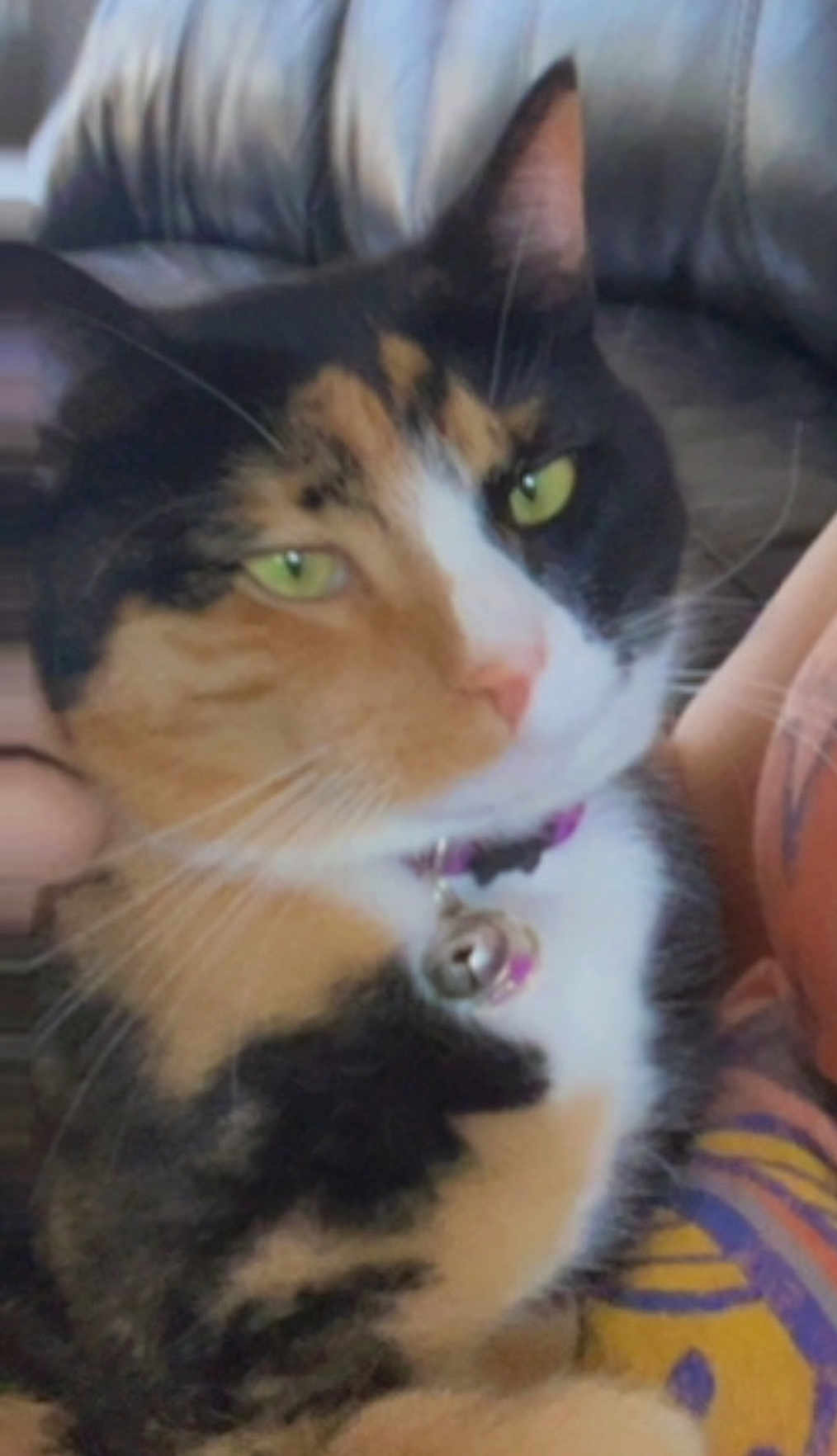 Bonnie is registered to the contest to win money with this photo: cat, calico_cat, pet, feline, green_eyes, collar, bell, close_up, indoor, couch, furniture, relaxed, whiskers, fur, animal, domestic_animal, colorful_blanket, comfort, portrait, cute