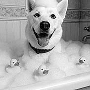 Asher joined the competition — help win amazing prizes! bath, bathtub, bubbles, clean, collar, cute, dog, ears, foam, happy, indoor, pet, playful, portrait, rubber_ducks, smiling, tiles, tongue_out, wallpaper, water_faucet