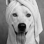 animal, black_and_white, canine, close_up, cute, dog, ears, expression, friendly, fur, happy, indoor, muzzle, pet, portrait, smiling, studio, tongue_out, towel, wrapped_towel