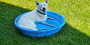 Asher joined the competition — help win amazing prizes! animal, backyard, blue_pool, canine, collar, dog, grass, happy, nature, outdoor, pet, playful, pool, relaxed, shade, small_pool, smiling, summer, sunny, white_dog
